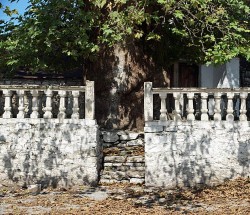 Platane_Krina.jpg (136.11 KiB) 3786 mal betrachtet Platane_Krina.jpg