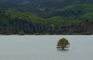 Baum im See